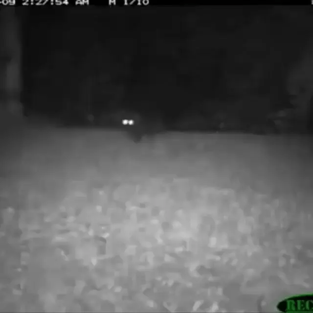 GroundGuard™ – Elektronische Afweer tegen ongewenste dieren